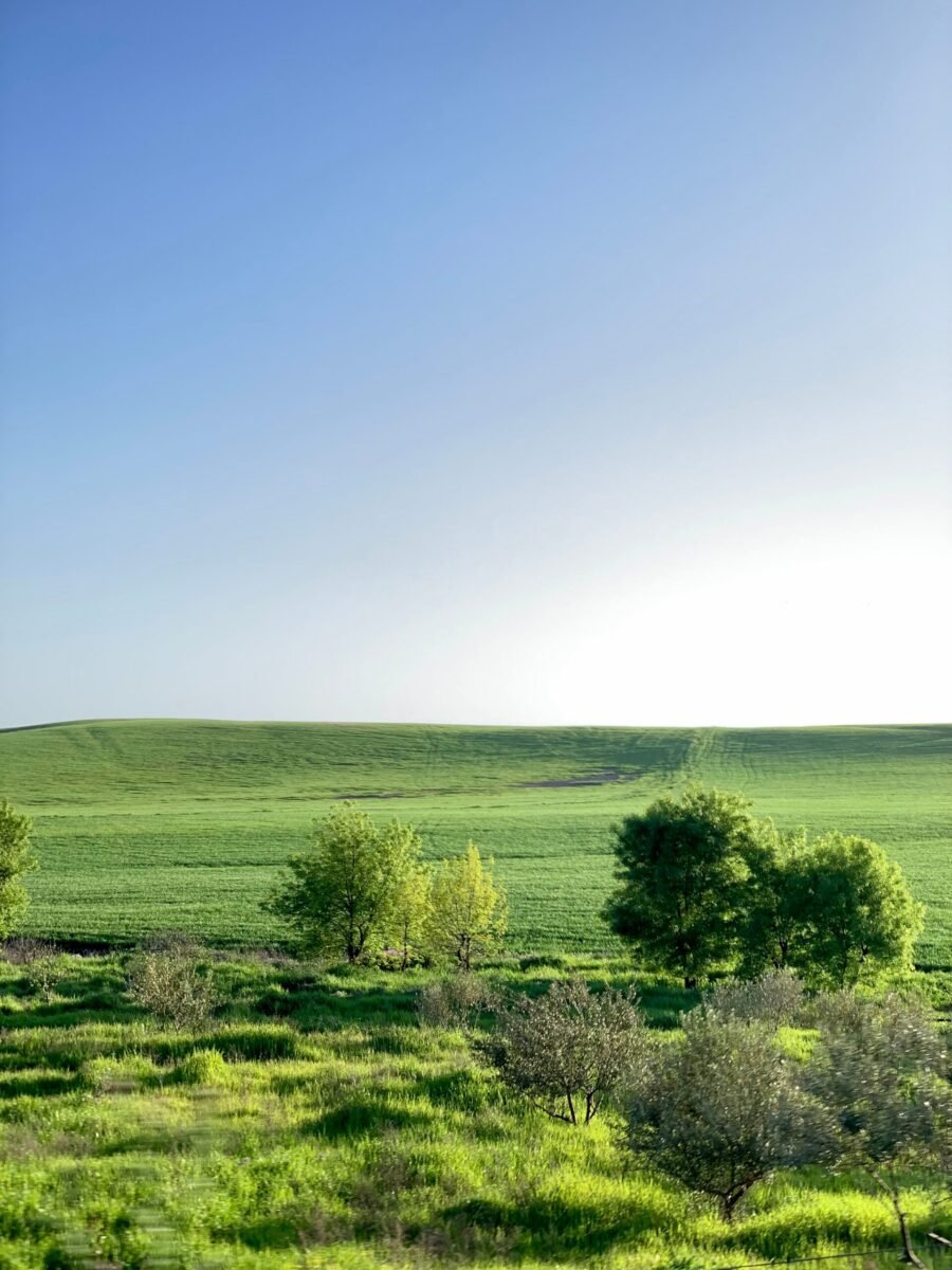 Aerial view of lush green fields under a bright blue sky in the Algerian countryside.