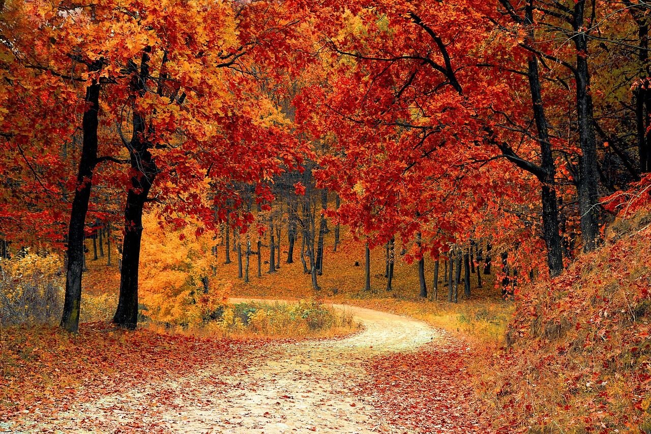 road, forest, fall, path, trail, trees, woods, foliage, leaves, autumn, season, seasonal, natural, landscape, scenic, nature, nature wallpaper, forest, fall, autumn, nature, nature, nature, nature, nature
